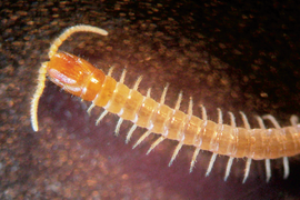 Tygarrup javanicus (Mecistocephalidae).