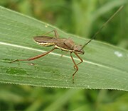 Unidentified Alydidae