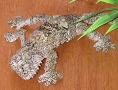 Uroplatus sikorae