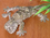 image illustrant les geckos