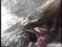 Файл: Varanidae - Varanus komodoensis - Komodo Dragon.webm