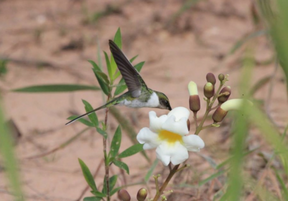 Hummingbird hovering besides the flower of the plant Amphilophium elongatum, extending its bill inside the flower from the side