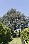 Atlaszeder (Cedrus atlantica „Glauca“)