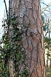 Weißkiefer (Pinus sylvestris)