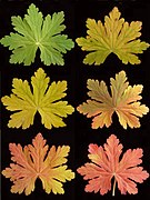 Coloration des feuilles du printemps (en haut à gauche) à l'automne (en bas à droite)