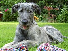 Wolfhound, chiot 4 mois