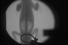 Fichier:X-ray video of a female American alligator (Alligator mississippiensis) while breathing (dorsoventral view) - pone.0004497.s010.ogv