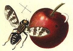 Drawing of cherry fruit fly