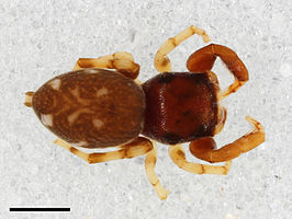 Zygoballus maculatus