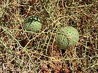 納米比瓜（英語：Acanthosicyos horridus） Nara