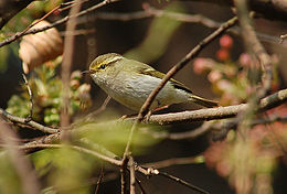 Királyfüzike (Phylloscopus proregulus)