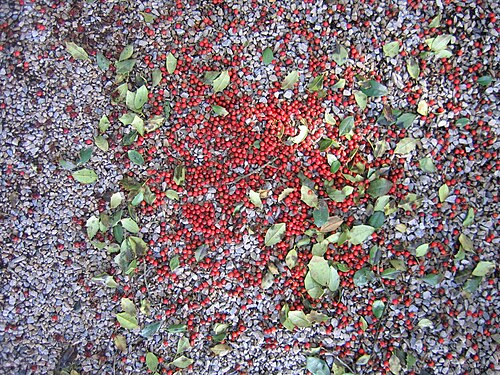 holly berries