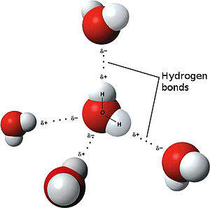 Model of hydogen bonds in water in English.