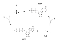 The cycle of synthesis and degradation of ATP; 1 and 2 represent output and input of energy, respectively.