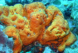 Colourful sponges are found widely on both reefs.