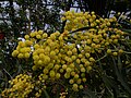 Acacia pycnantha 0703046. jpg