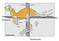 Image 10 Zootomical terms of location Photo credit: Jonathan Merritt Zootomical terms of location overlap considerably with terms used in human anatomy. In animals, the head end is called the "cranial end" and the tail end is the "caudal end". The side of the body normally oriented upwards is the "dorsal" side; the opposite side, typically the one closest to the ground when walking on all legs, swimming or flying, is the "ventral" side. More selected pictures