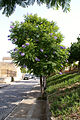 Baum mit blauen Blüten in Andalusien