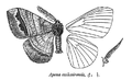 Apona cashmirensis (maschio, nervature e capo)