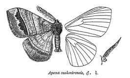 Apona caschmirensis