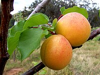 File:Apricots.jpg