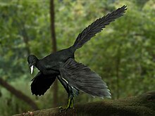 220px-Archaeopteryx_NT.jpg