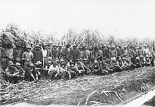 South Sea Islander men standing infront of a row of sugarcane.