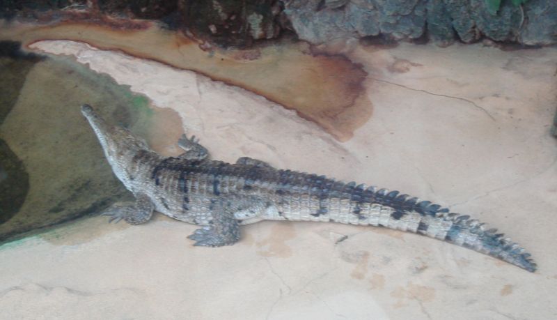 File:Australianfreshwatercrocodile.jpg