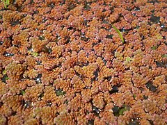 Azolla pinnata.