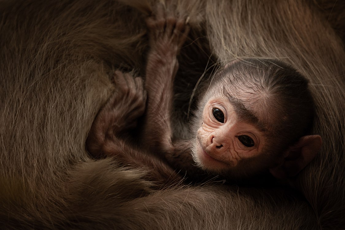 :File:Baby tufted gray langur (Semnopithecus priam).jpg