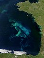 ビスケー湾に発生した水の華