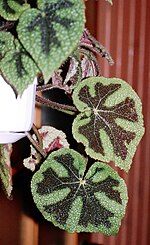 Miniatura para Begonia sect. Coelocentrum