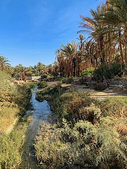 Oasis and Palm trees in Tozeur with a valley - Dec 2020