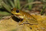 Miniatura para Hypsiboas balzani