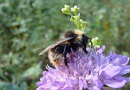 Bombus quadricolor