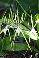 Brassia gireoudiana 1.jpg