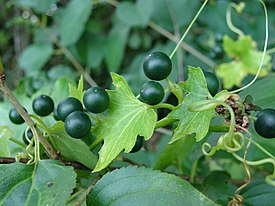 Mustakoiranköynnös (Bryonia alba)