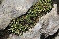 Bryum elegans