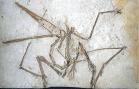 Типовой образец P. antiquus, Баварская государственная коллекция палеонтологии и геологии
