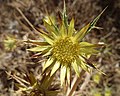 Carlina racemosa (Cardo de uvas).