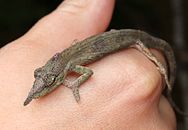 Juveniel in het Peyrieras Reptile Reserve