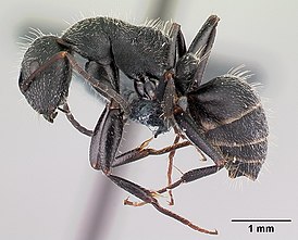 Camponotus kiesenwetteri