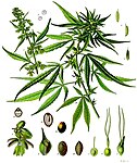 Cannabis sativa — Конопля посевная