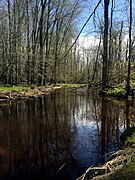 Cass River North Branch