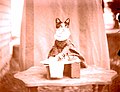 Bügelnde Katze, Kinderbuchmotiv von 1911