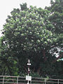 Cerbera manghas ในฮ่องกง