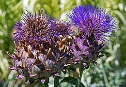 Cynara scolymus virágzata