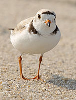 Piping Plover