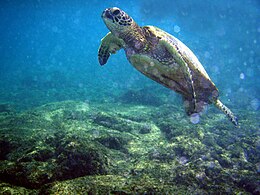 Chelonia mydas and bubbles.jpg