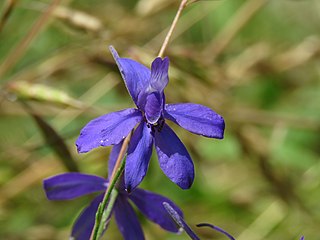 Consolida regalis